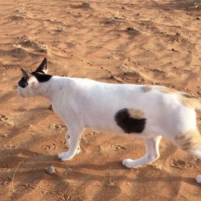 Cat with a hole in its body