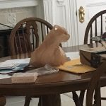 cat plastic bag