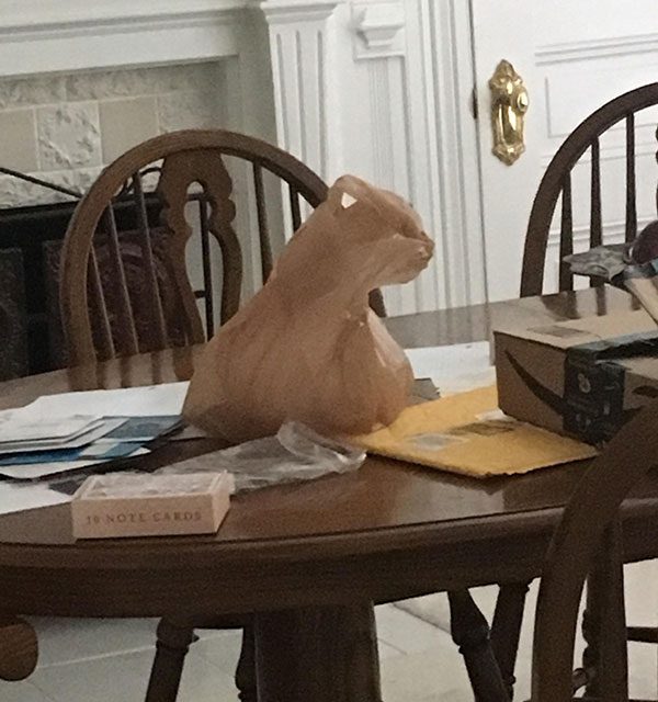 cat plastic bag