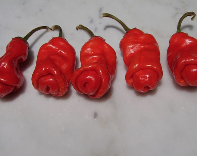 Chili willies or peter peppers