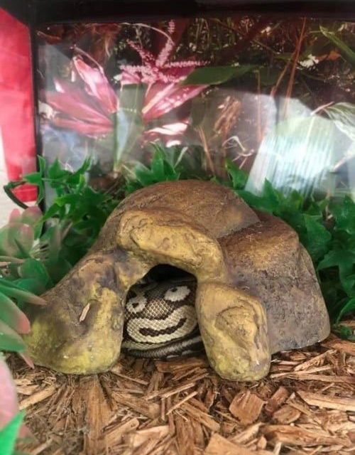 clown snake optical illusion pareidolia