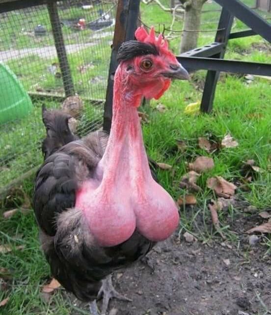 Cock with ballsack