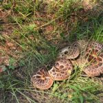 coiled snake mushroom