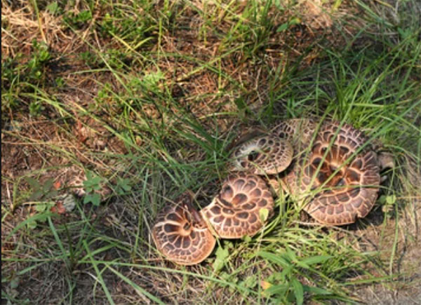 coiled snake mushroom