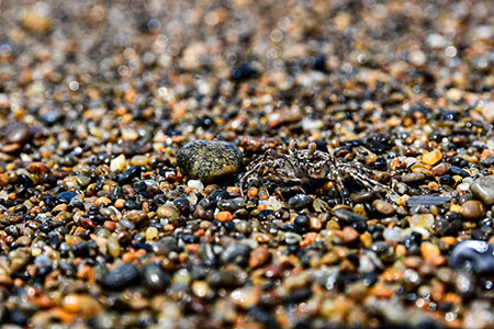 The crab is camouflaged on the pebbles