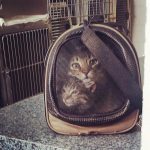 Two cats in a carrier