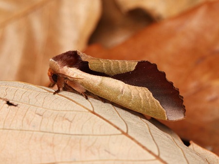 This moth is using mimicry as defense, pretending to be a dead leaf.