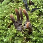 This fungus is named Xylaria polymorpha, but more commonly known as dead man's fingers. This example is a perfect illusion, with 5 digits and more shaped like a hand than other specimens. It really looks like a zombie is going to rise up from the ground.
