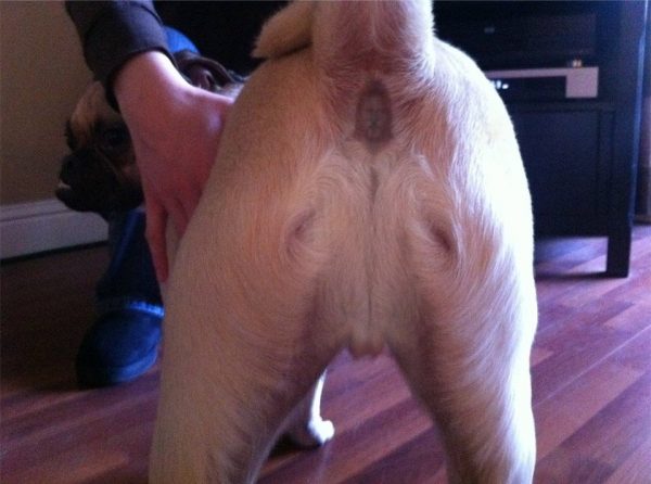 Jesus in dog butt is a form of pareidolia