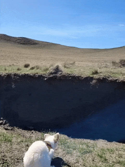 Dog jumping giant hole illusion