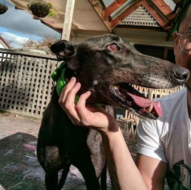 Dog big teeth
