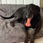Dog with bone