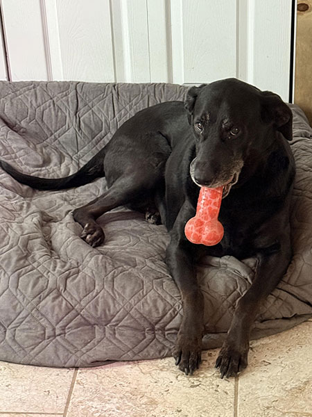 Dog with bone