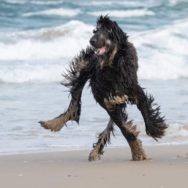 Beach Yeti