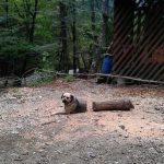 Dog and log