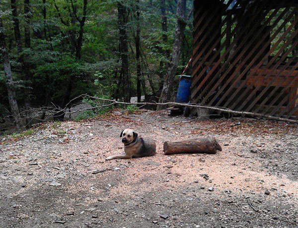 Dog and log