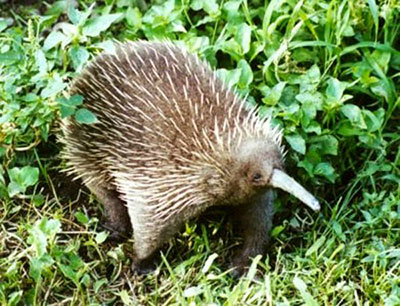 Echidna