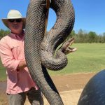 This enormous snake caught in Alabama in 2022 only looks huge thanks to a forced perspective photography technique.