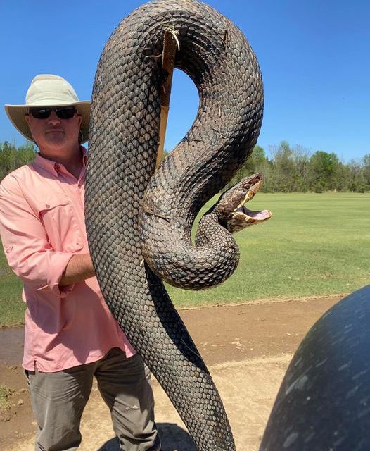 This enormous snake caught in Alabama in 2022 only looks huge thanks to a forced perspective photography technique.