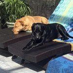 The black dog looks like it is floating above the sunbed