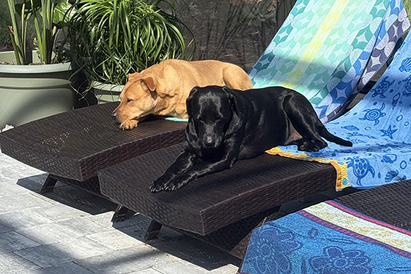 The black dog looks like it is floating above the sunbed