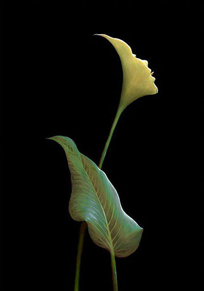 optical illusion with flowers
