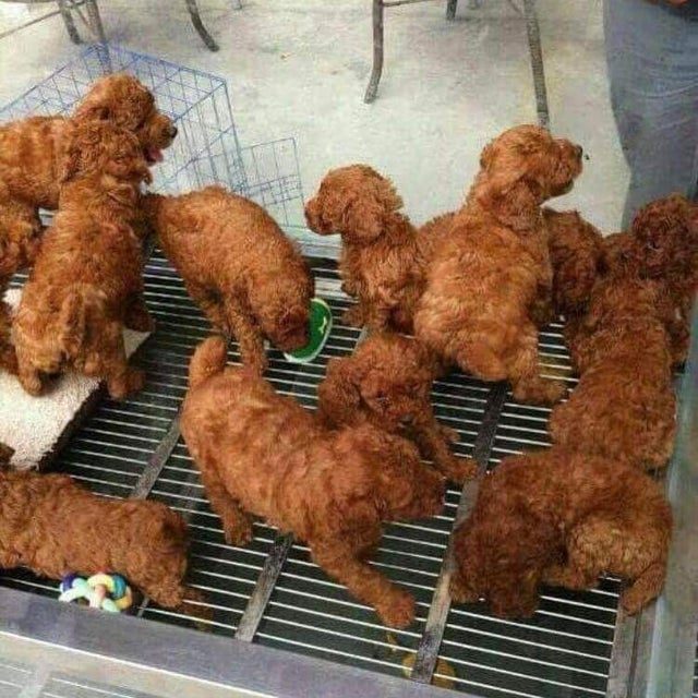 KFC Puppies