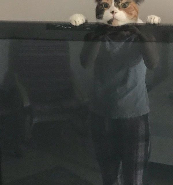 That's the cat's pajamas