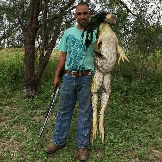 A giant bullfrog in Texas