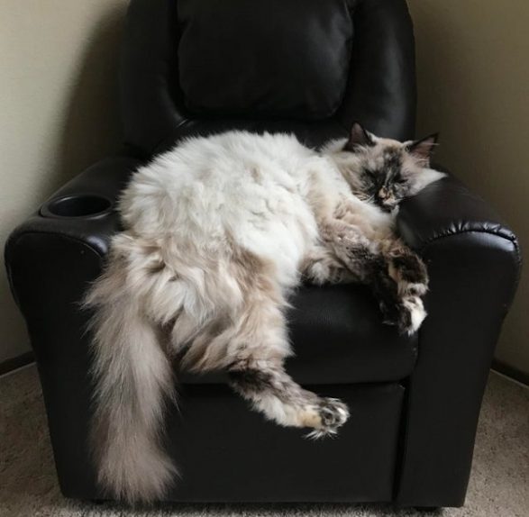 Giant cat on a recliner
