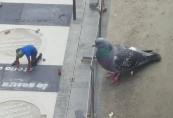 Giant pigeon illusion