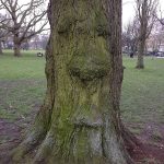 Goofy tree with a face