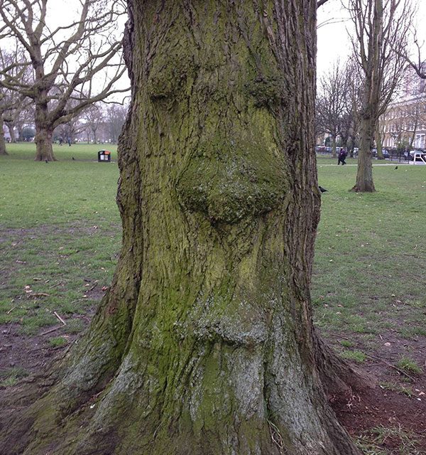 Goofy tree with a face