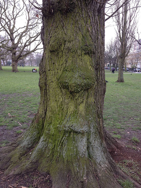 Goofy tree with a face