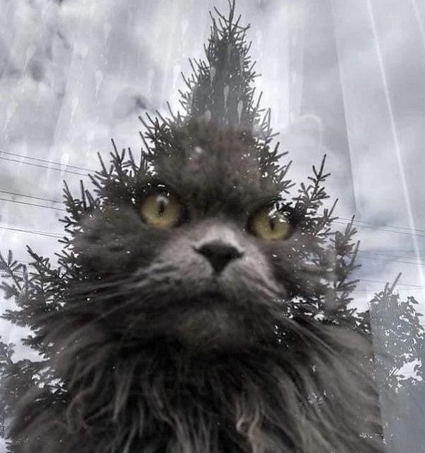 The grinch cat optical illusion