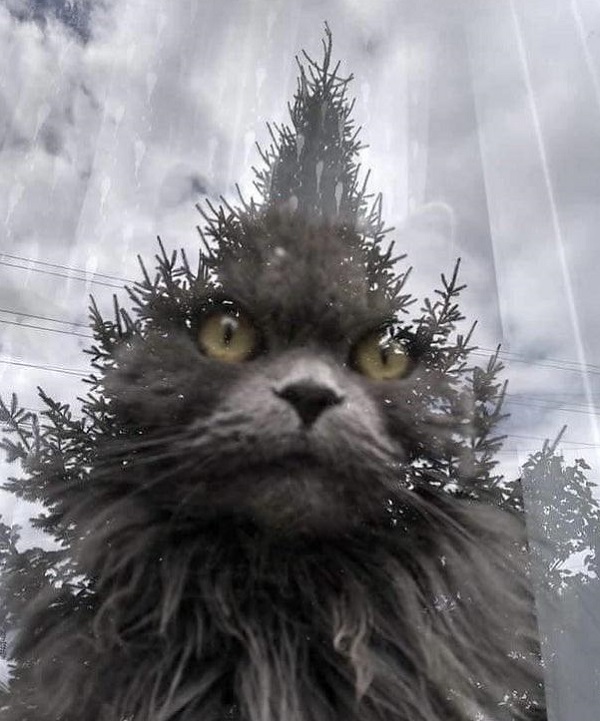 The grinch cat optical illusion