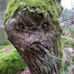 grumpy tree illusion pareidolia