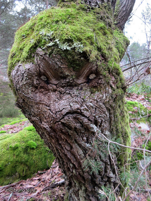 grumpy tree illusion pareidolia