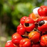 Guarana grows in the Amazaon and is best known for the seeds of the fruits, looking like eyes.