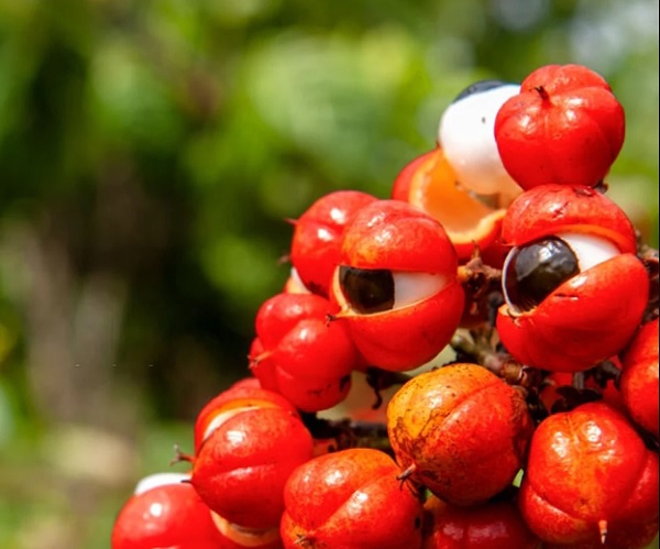 Guarana grows in the Amazaon and is best known for the seeds of the fruits, looking like eyes.