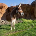 Half assed donkey in Columbus Zoo