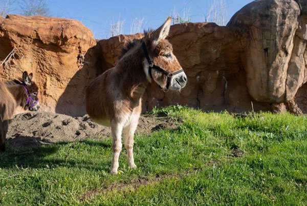 Half assed donkey in Columbus Zoo