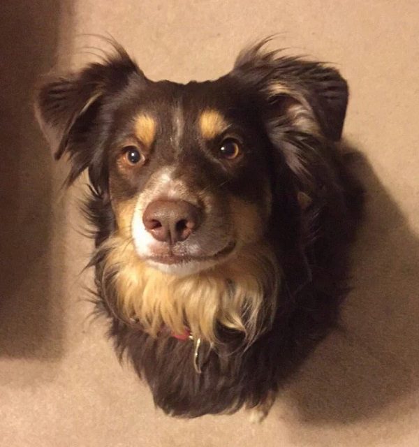 Dog head mount