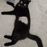 Hole in cat illusion
