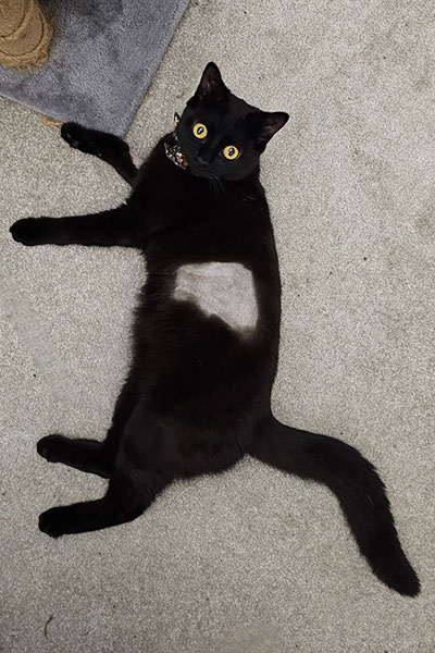 Hole in cat illusion