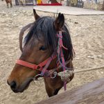 Horse head optical illusion