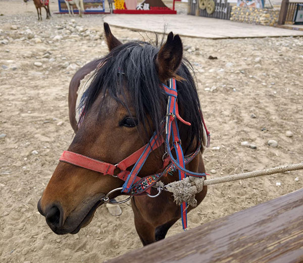 Horse head optical illusion