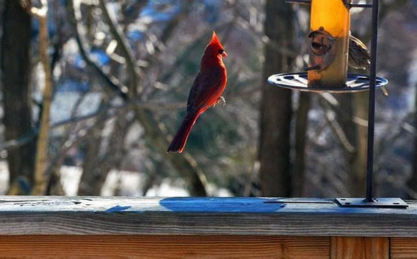 Wireless bird