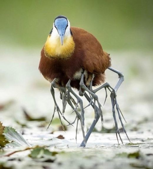 Multi-legged bird