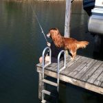 Long-haired dog fishing